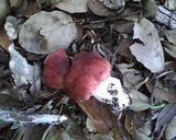Russula cremoricolor image