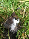 Helvella maculata image
