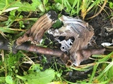 Helvella maculata image