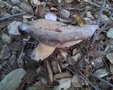 Lactarius argillaceifolius var. megacarpus image