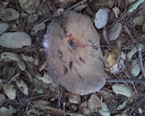 Lactarius argillaceifolius image