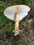 Amanita augusta image