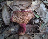Russula rhodocephala image