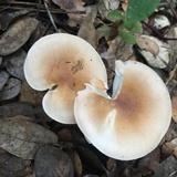 Hygrophorus roseobrunneus image