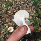 Hygrophorus roseobrunneus image