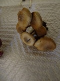 Pholiota terrestris image