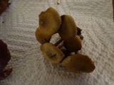 Pholiota terrestris image