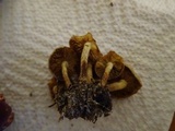 Pholiota terrestris image