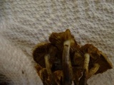 Pholiota terrestris image