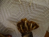 Pholiota terrestris image