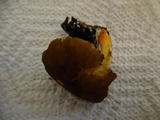 Pluteus romellii image