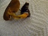 Pluteus romellii image