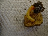 Pluteus romellii image