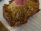 Russula rhodocephala image