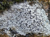 Aspicilia caesiocinerea image