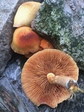 Gymnopilus chrysopellus image