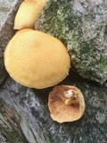 Gymnopilus chrysopellus image