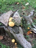 Gymnopilus chrysopellus image