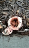Clathrus columnatus image