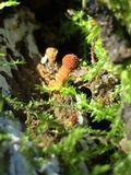 Flammulaster muricatus image