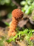 Flammulaster muricatus image