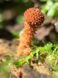 Flammulaster muricatus image