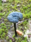 Arrhenia chlorocyanea image