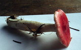 Russula griseascens image