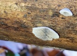 Resupinatus applicatus image