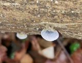 Resupinatus applicatus image