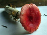 Russula griseascens image