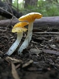 Hygrocybe flavifolia image