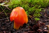 Hygrocybe aurantiosplendens image