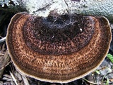Hexagonia hydnoides image