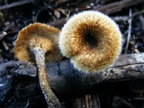 Lentinus crinitus image