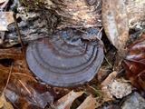 Ganoderma lobatum image