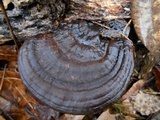 Ganoderma lobatum image