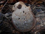 Ganoderma lobatum image