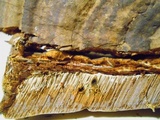 Ganoderma lobatum image