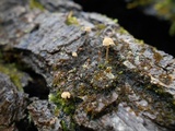 Mycena corticola image