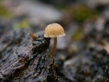 Mycena corticola image