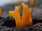 Calocera cornea image