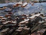 Trichaptum abietinum image