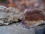 Trichaptum abietinum image