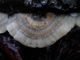Trametes ochracea image