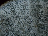 Trametes ochracea image
