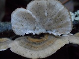 Trametes ochracea image