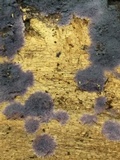 Punctularia atropurpurascens image