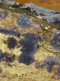 Punctularia atropurpurascens image