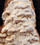 Antrodia variiformis image